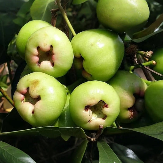 Green Wax Jambu Fruit Tree 12’-24’ - Live Syzygium samarangense | Tropical Sweet & Juicy Bell-Shaped Fruit Tree