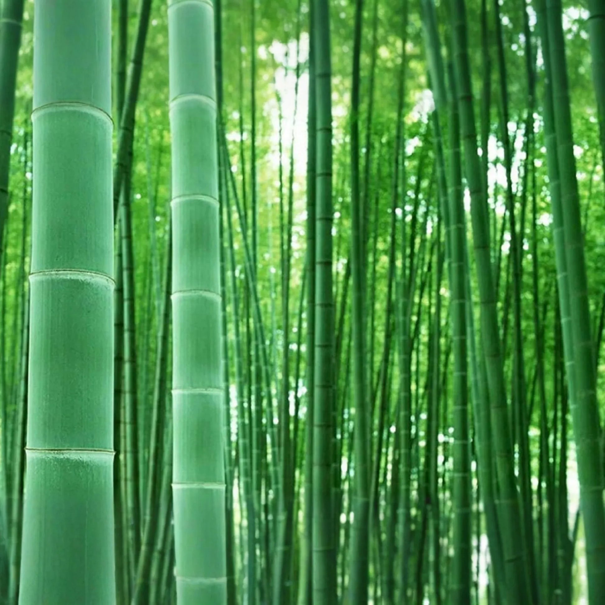 1 Bamboo Plant 12’-24’ - Live Bambusa vulgaris | Vibrant Tree for Gardens, Privacy Screens, and Sustainable Landscapes