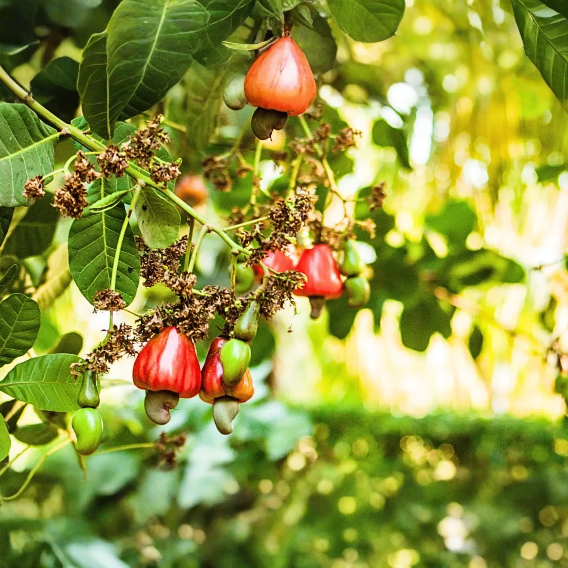 Cashew Nut Tree 12"-18" - Live Anacardium occidentale Tree | Tropical Nut & Fruit Tree for Gardens | Starter Plant