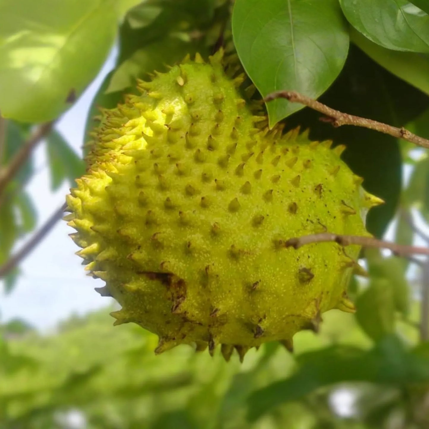 Golden Yellow Soursop Tree - Live Annona muricata 10"-20" | Tropical Fruit Tree for Juicy, Nutritious Fruit