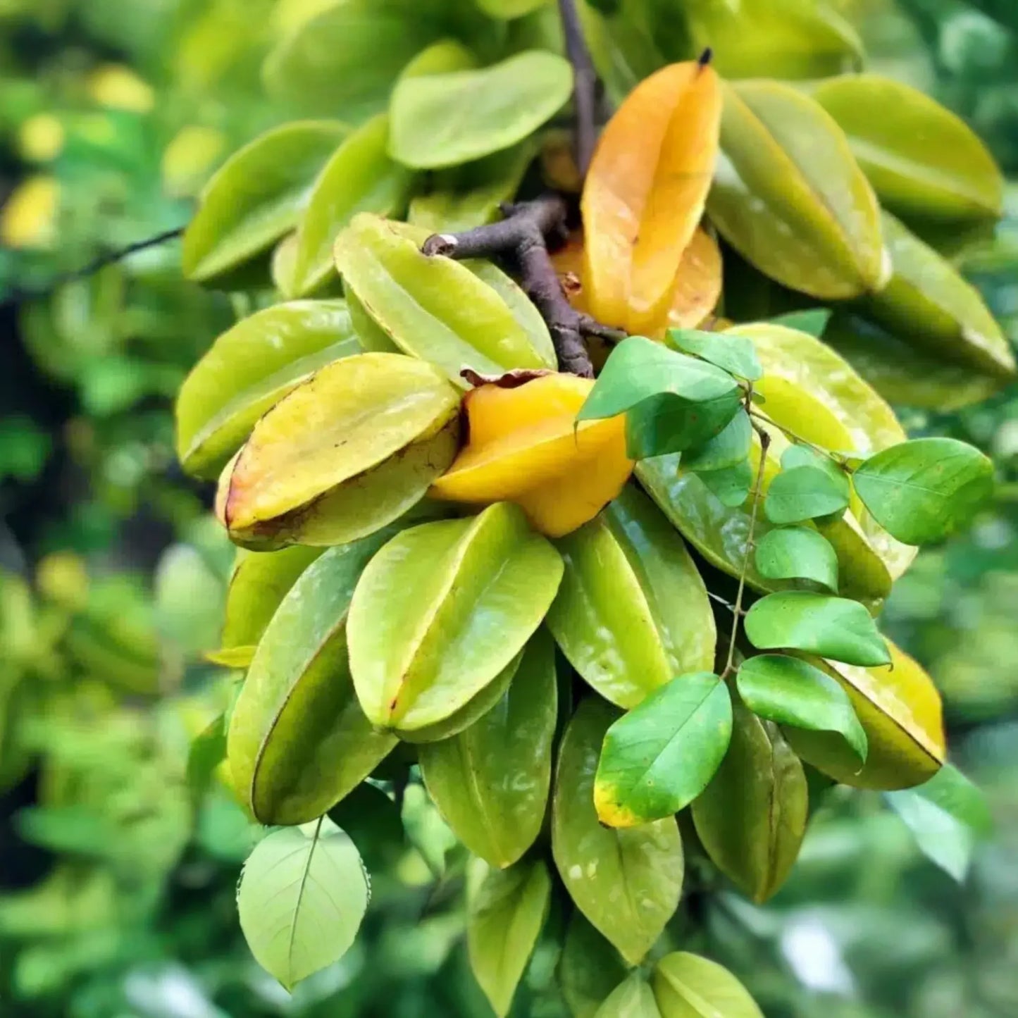 Big Carambola Grafted Tree - Live Averrhoa carambola 2"²-3"² Tall | Tropical Starfruit Tree | Sweet-Tart Fruit & Decorative Appeal