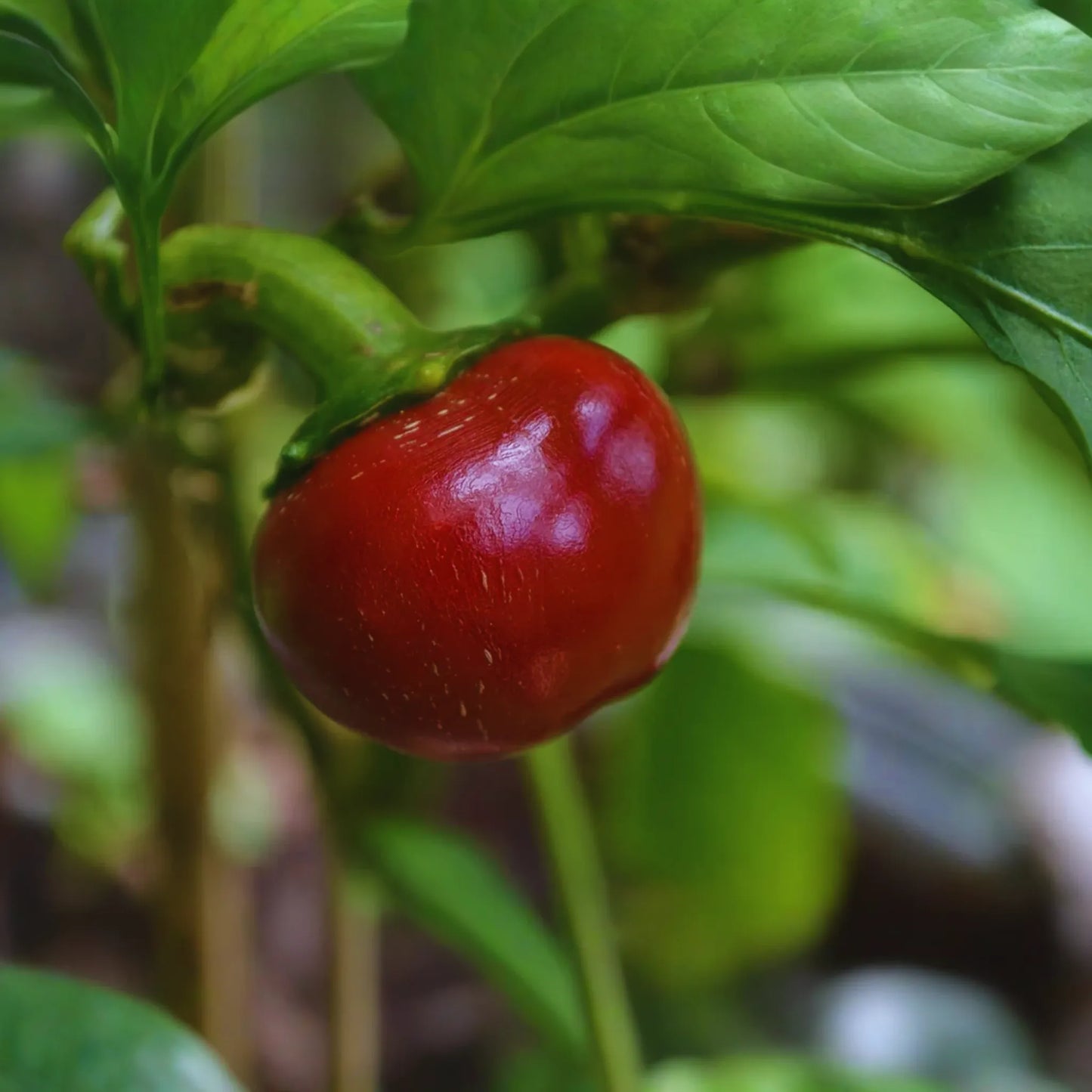 Sweet Red Cherry Pepper Seeds | 40+ Non-GMO Garden Seeds | Capsicum annuum