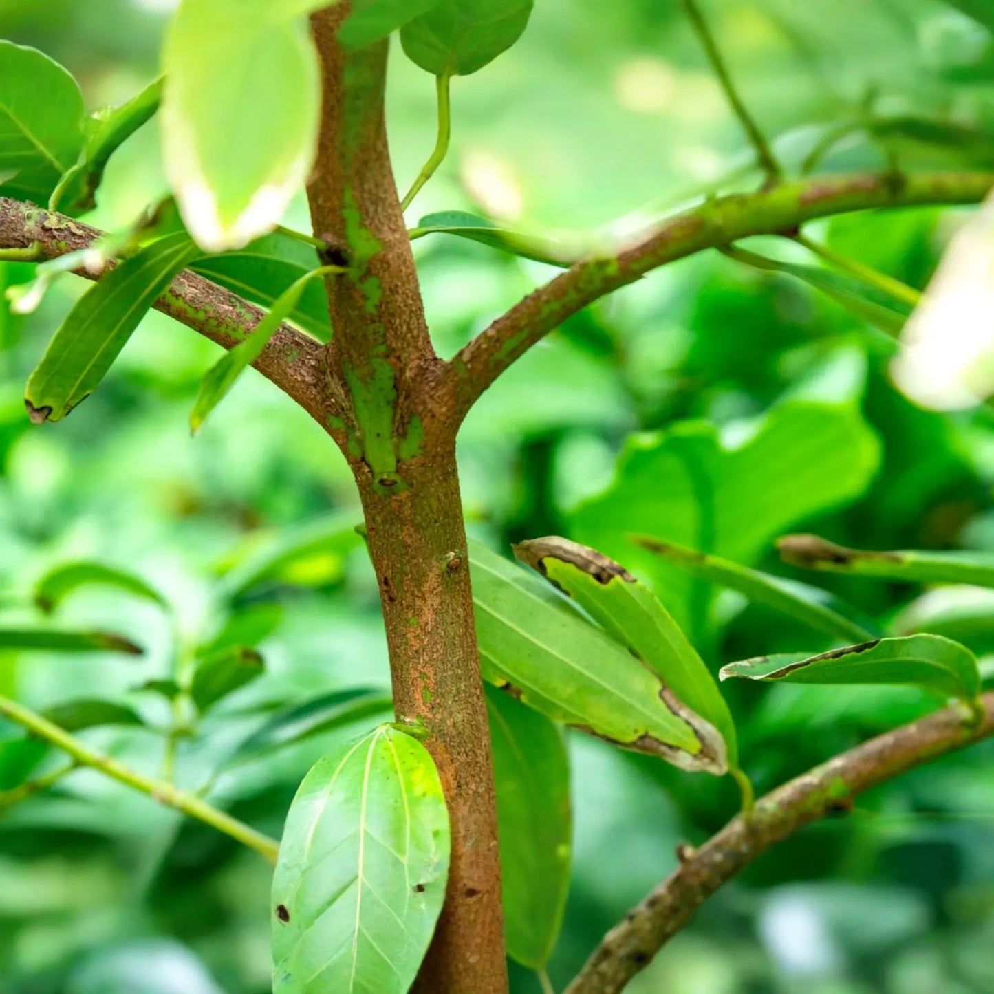 1 Cinnamon Tree - Live Cinnamomum verum Plant 12"-24" Tall | Aromatic & Culinary | Grow Your Own Spice | Tropical Starter Plant