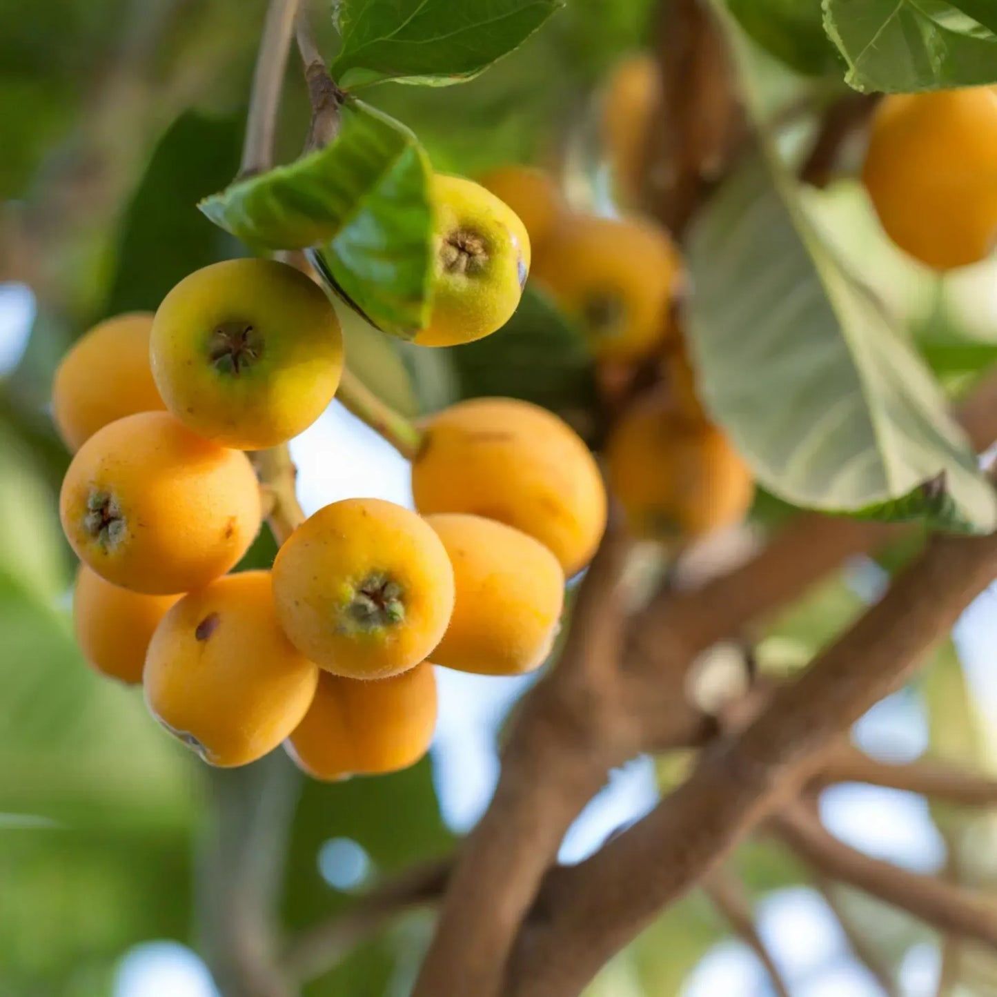 Loquat Tree - Live Eriobotrya japonica Fruit Tree 1’-2’ Tall | Ornamental & Edible | Sweet, Tangy Fruit for Gardens and Containers