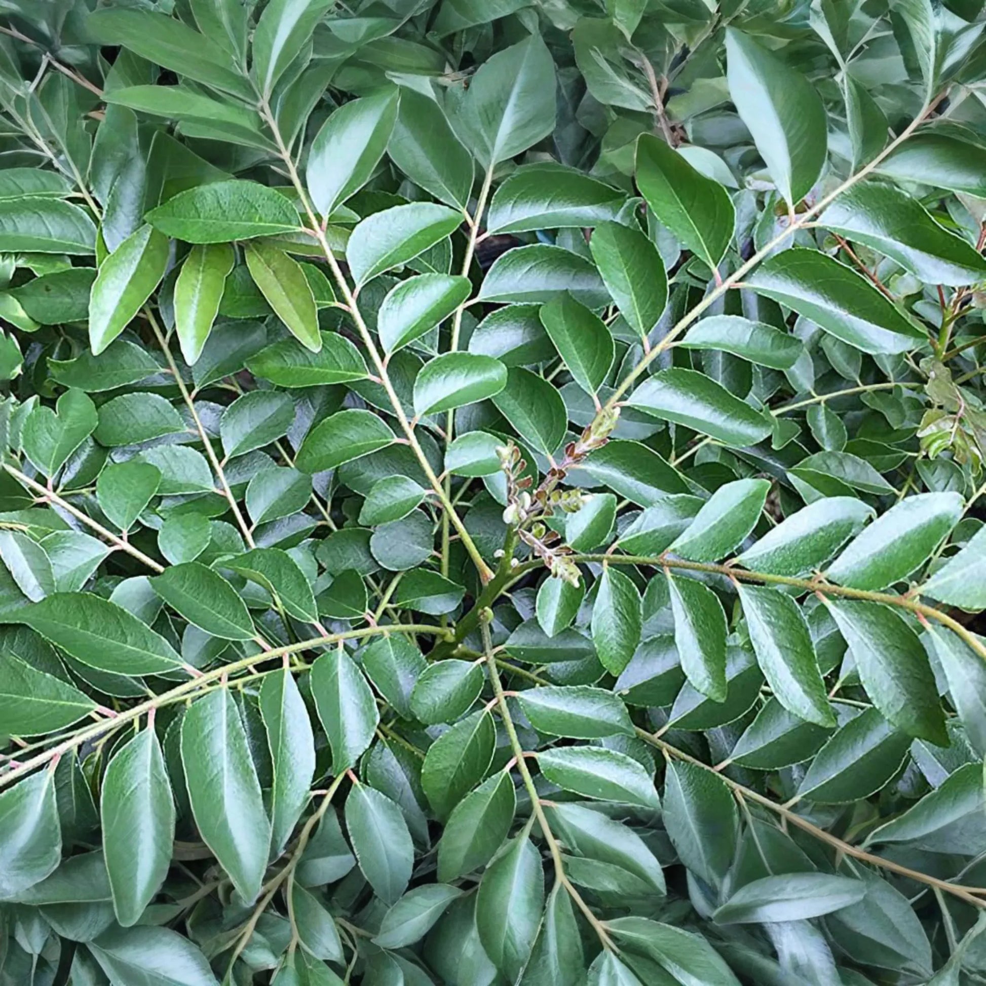Curry Tree - Live Murraya koenigii Plant 1’-2’ Tall | Culinary Herb Tree | Compact Growth for Indoors & Gardens