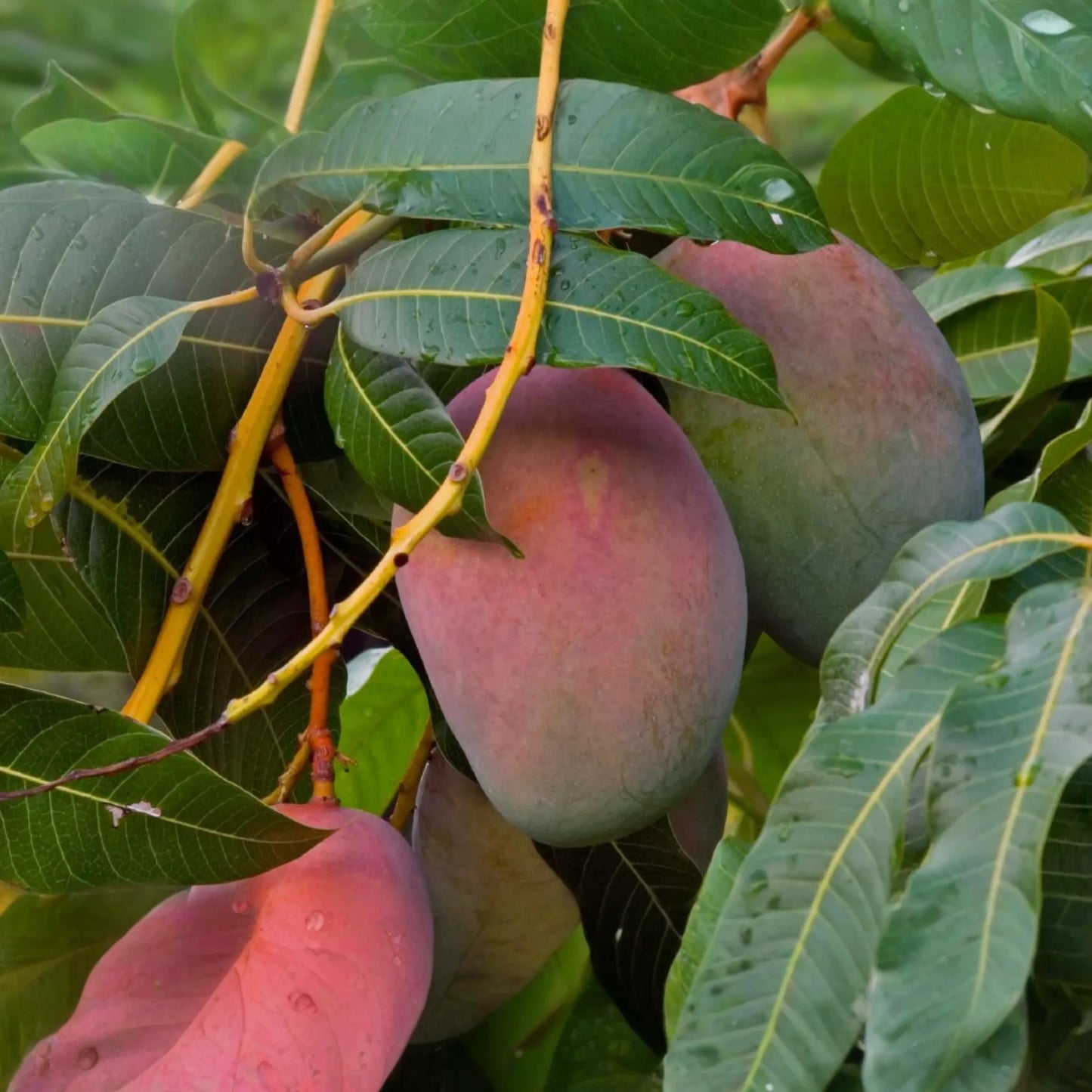 1 Grafted Mango Julie Tree - Live Fruit Tree 3’-4’ Tall | Sweet Fiber-Free Mangoes | Tropical Beauty for Gardens