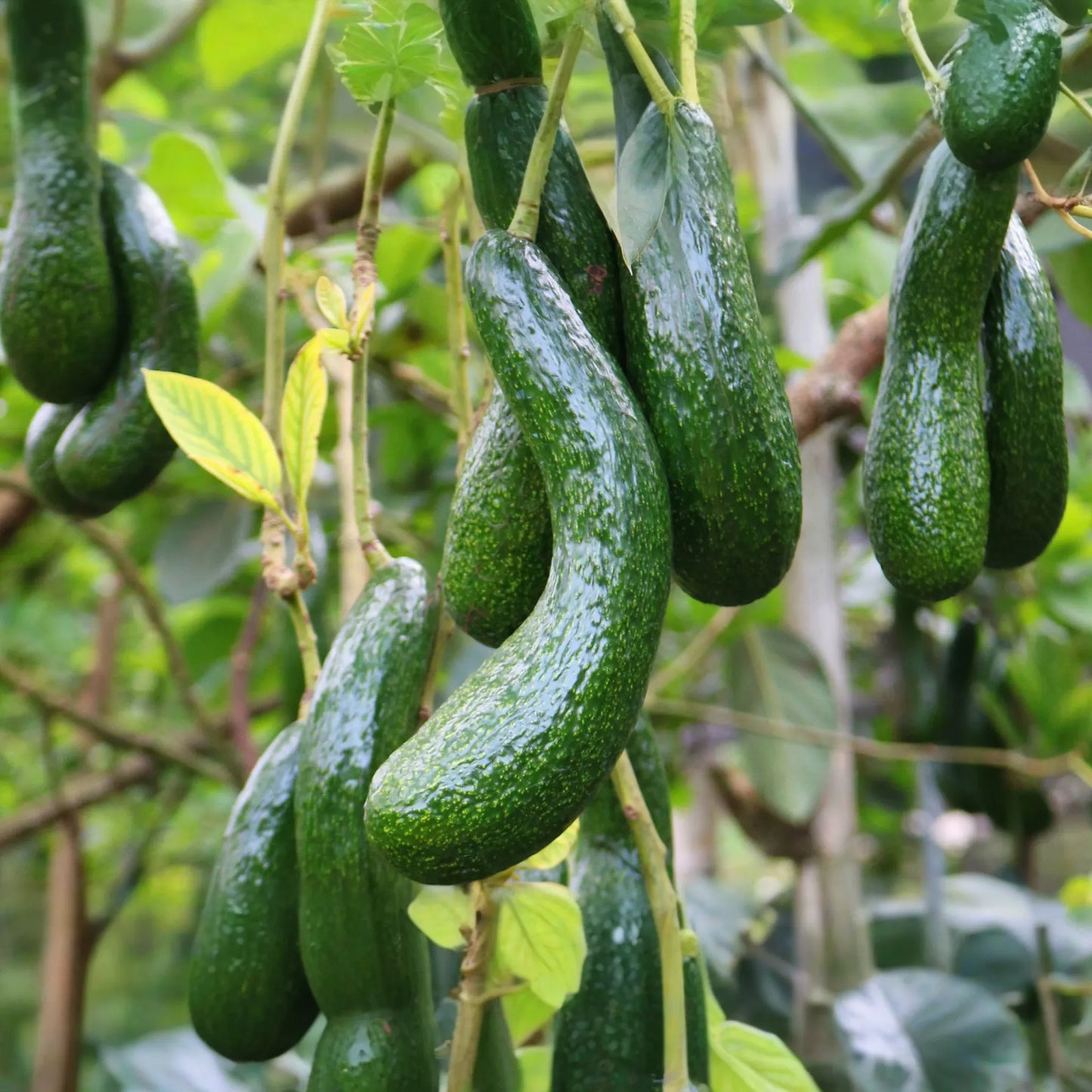 1 Avocado Longneck Tree - Live Tropical Fruit Seedling 1’-2’ Tall | Year-Round Fruit | Easy Care for Gardens