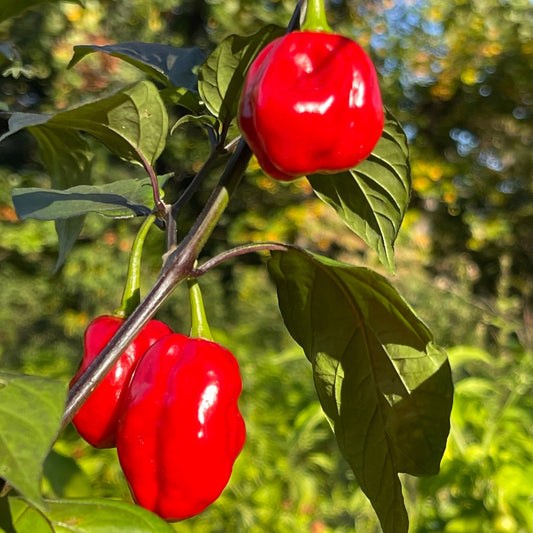 Rouge Noire x Douglah - Seeds