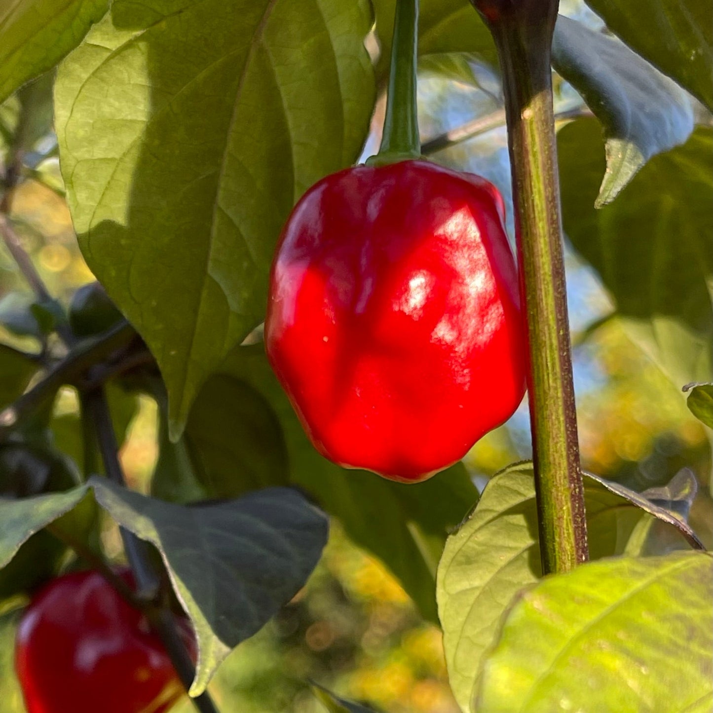 Rouge Noire x Douglah - Seeds