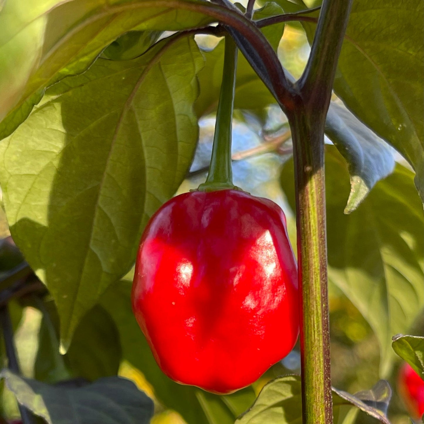 Rouge Noire x Douglah - Seeds