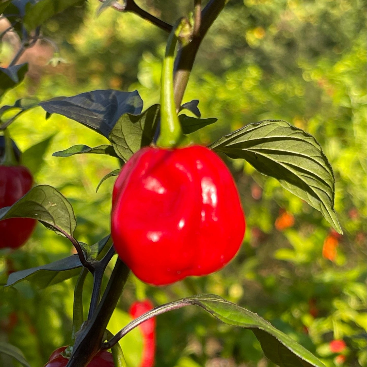 Rouge Noire x Douglah - Seeds