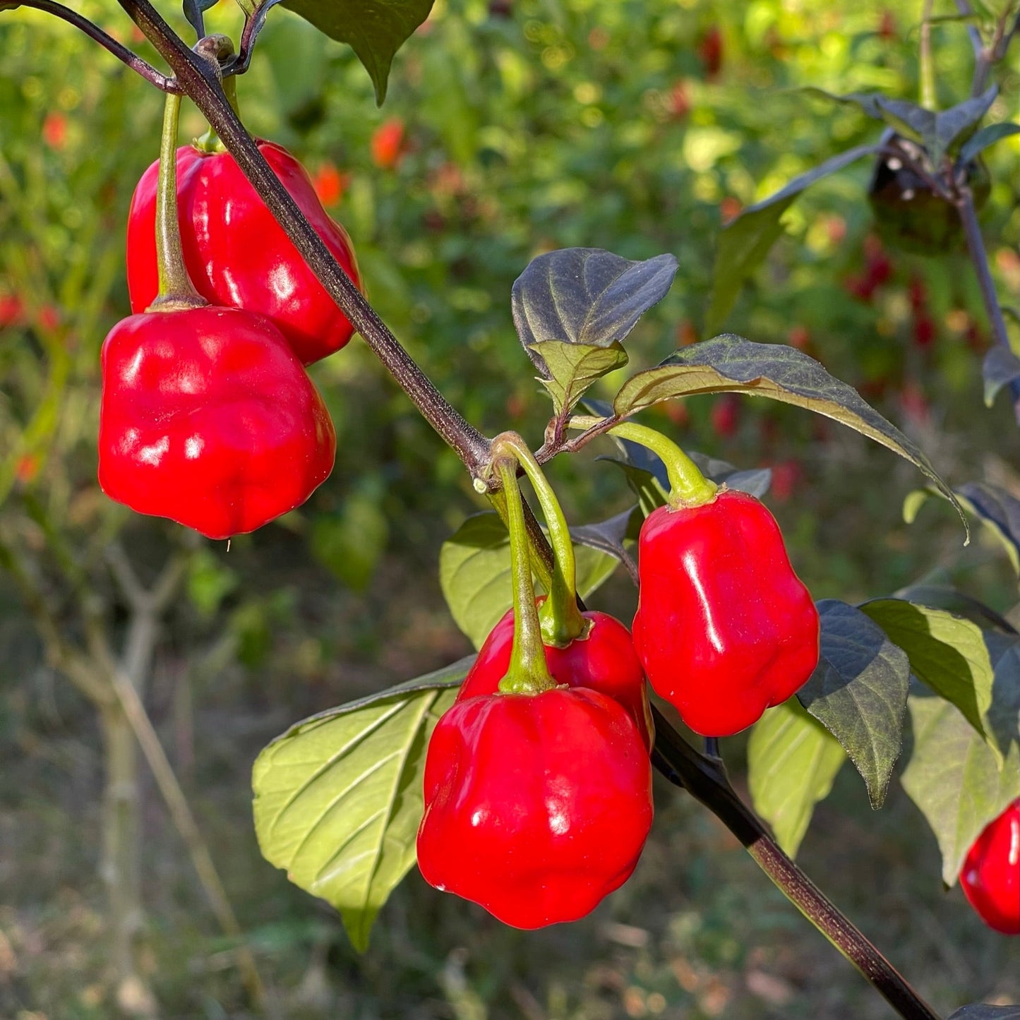 Rouge Noire x Douglah - Seeds