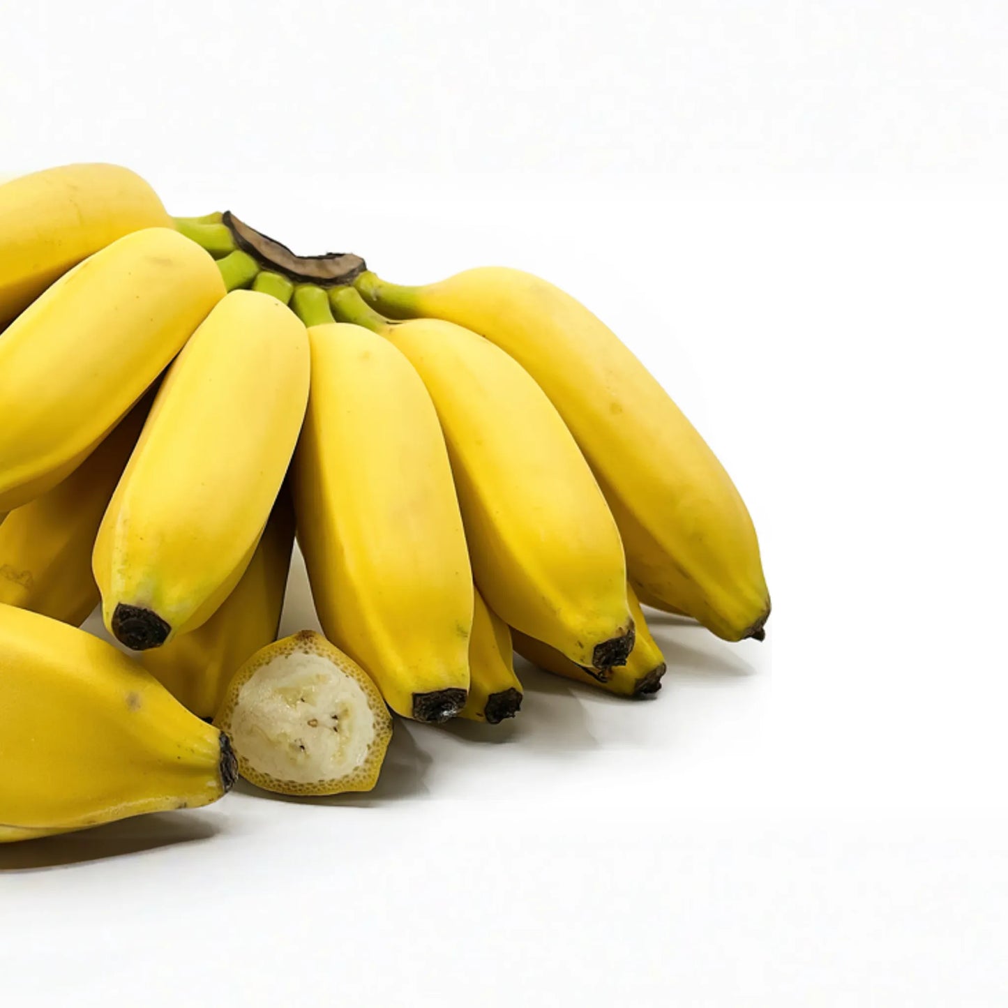 Lady Finger Banana Tree - Live Seedling 2’-3’ Tall | Sweet & Creamy Fruit | Tropical Beauty | Easy Care and Fast Growing