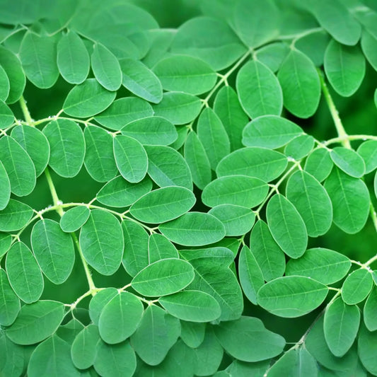 Moringa Tree Starter Plant - Live Miracle Tree 3’-4’ Tall | Highly Nutritious Superfood | Easy Care & Fast Growing for Gardens