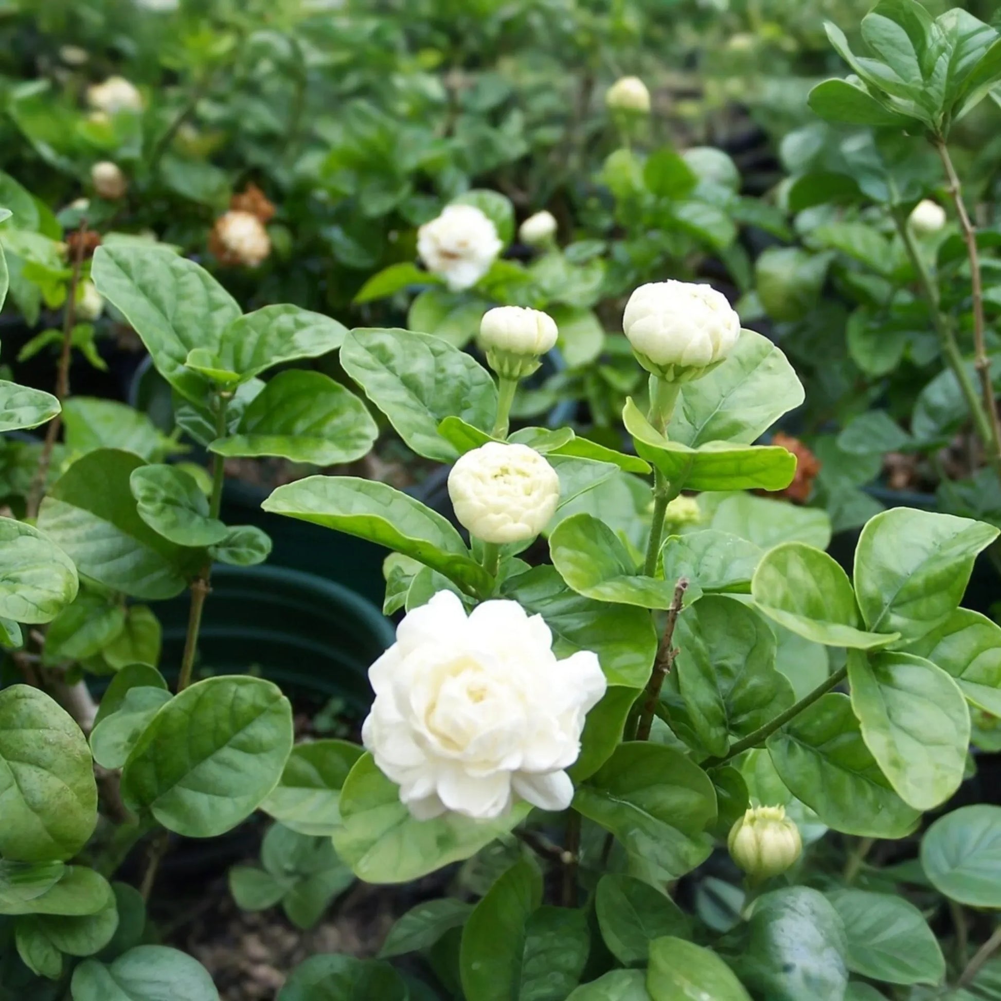 1 Starter Plant of Grand Duke of Tuscany Jasmine  - Live Bare Root, 2-5 Inches Tall - Super Fragrant Flowers for Indoor or Outdoor Gardens
