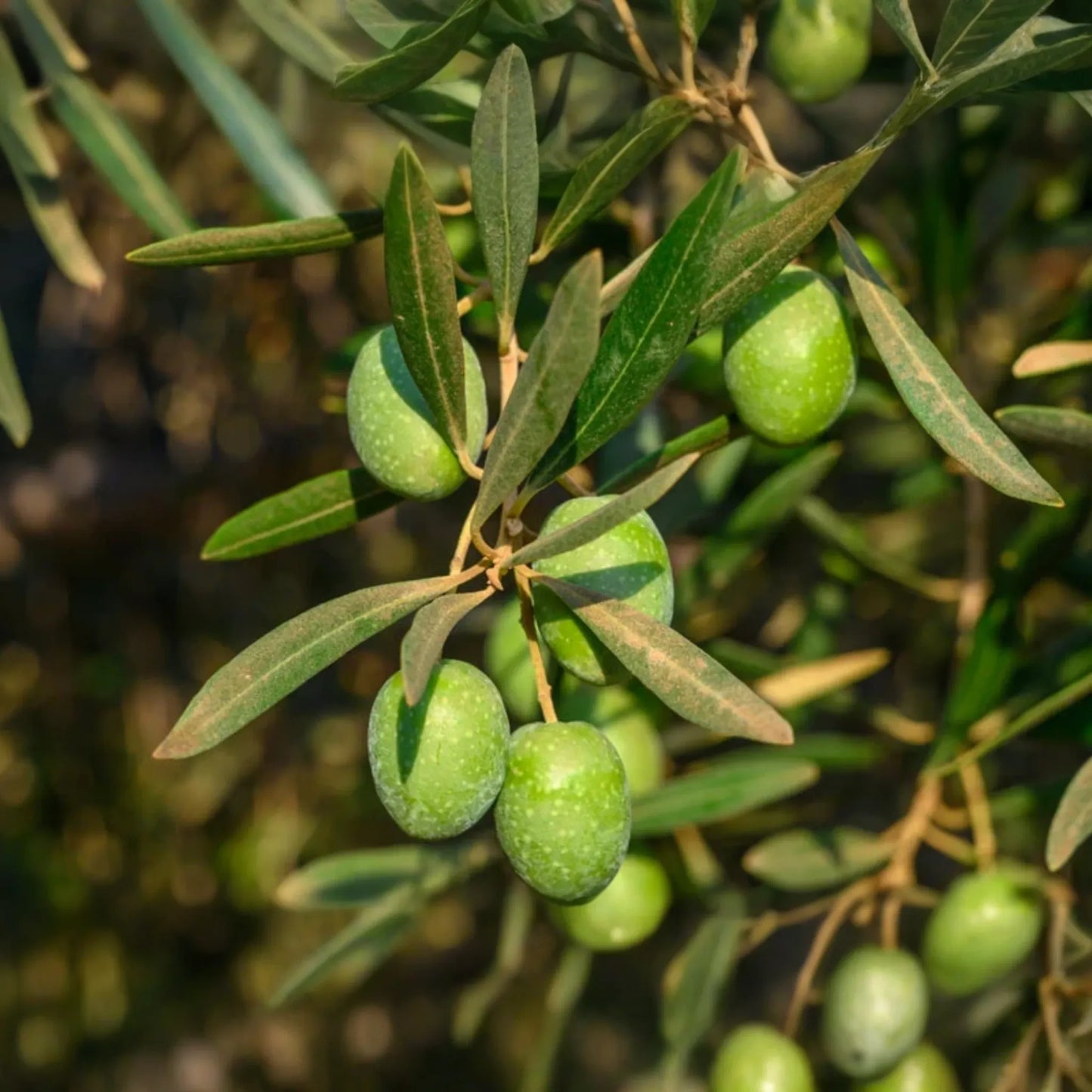 Olive Tree Starter Plant - Live Fruit Tree (Olea europaea) | Hardy Mediterranean Herb | Mature 20-30 feet tall