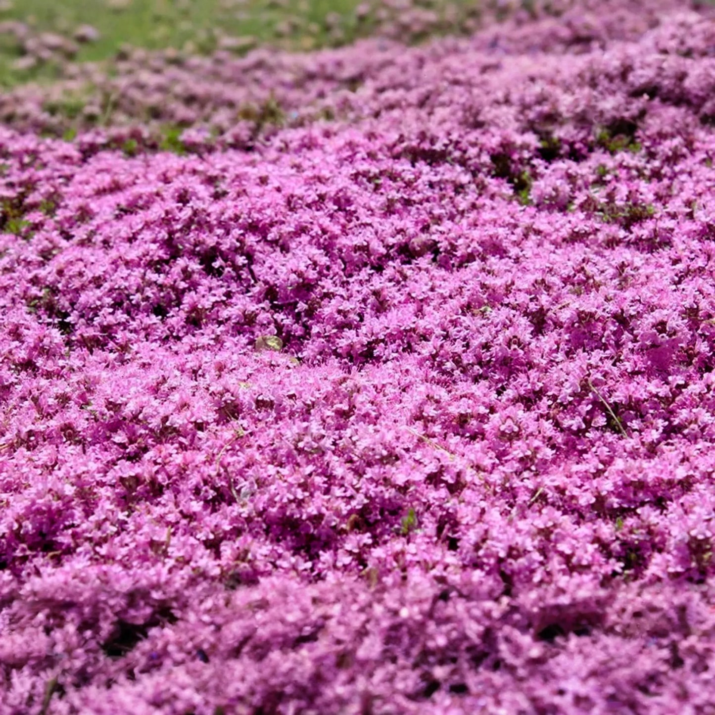 Creeping Thyme Seeds | Bulk Non-GMO Pink Groundcover Seeds | Thymus serpyllum