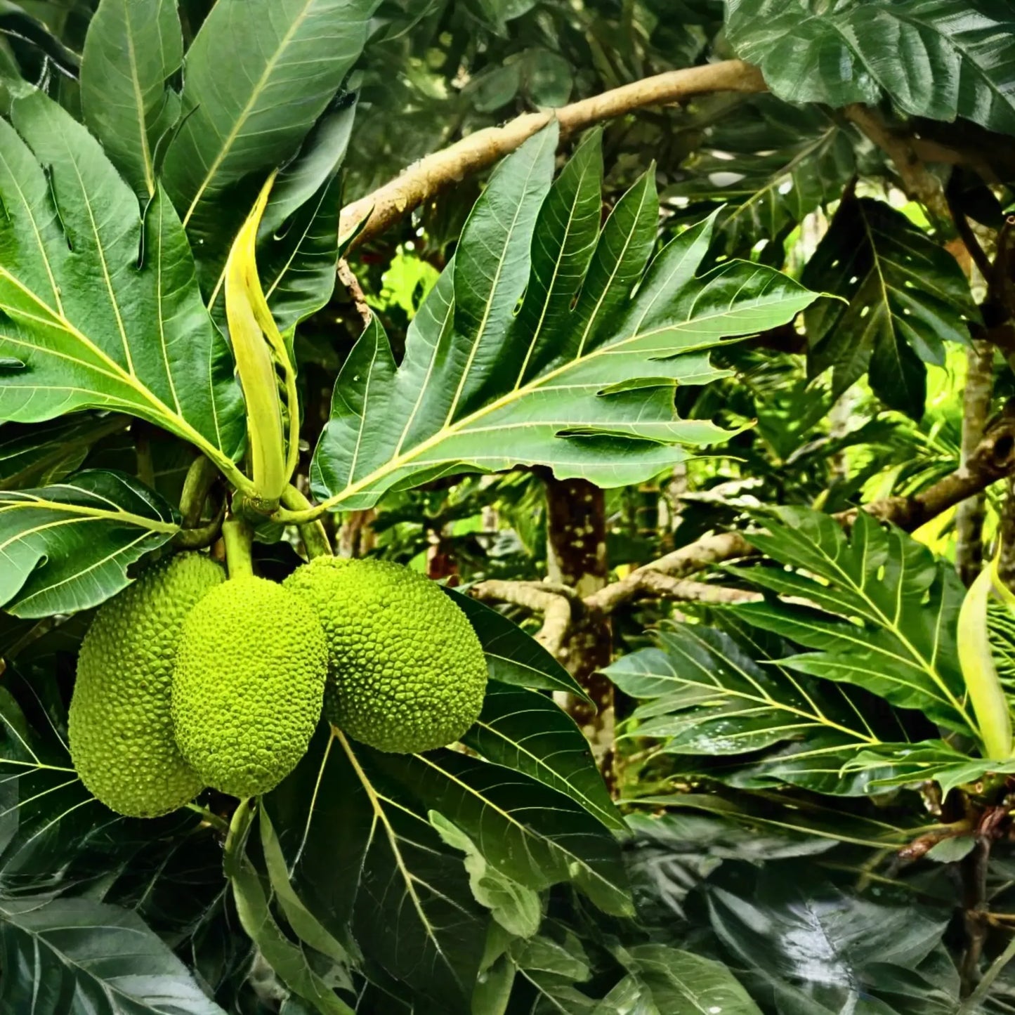 Grafted Breadfruit Tree (Artocarpus altilis) – Tropical Live Fruit Tree, 3′-4′ Tall, Fast Yield & High-Quality Fruit