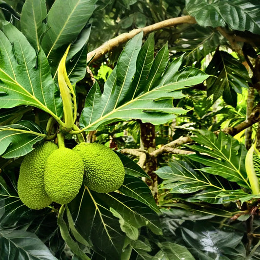Grafted Breadfruit Tree (Artocarpus altilis) – Tropical Live Fruit Tree, 3′-4′ Tall, Fast Yield & High-Quality Fruit