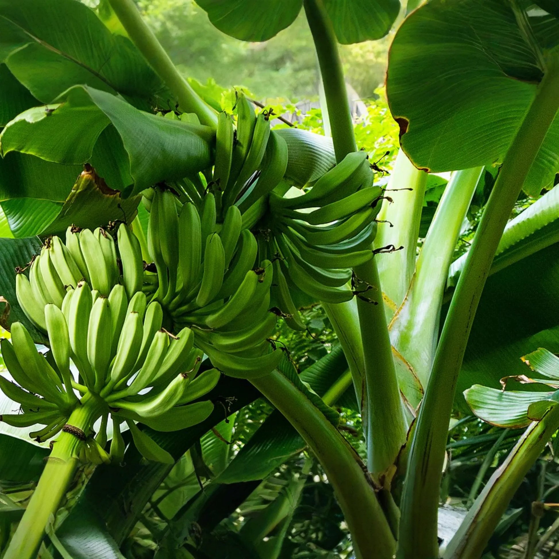 Plantain Starter Plant - Musa x paradisiaca Live Tropical Fruit Tree 1’-2’, Ideal for Growing Fresh, Nutritious, and Versatile Fruit at Home