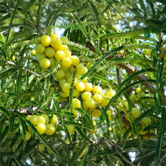 Otaheite Gooseberry Starter Plant - Phyllanthus acidus 1’-2" | Tropical Fruit Tree for Garden