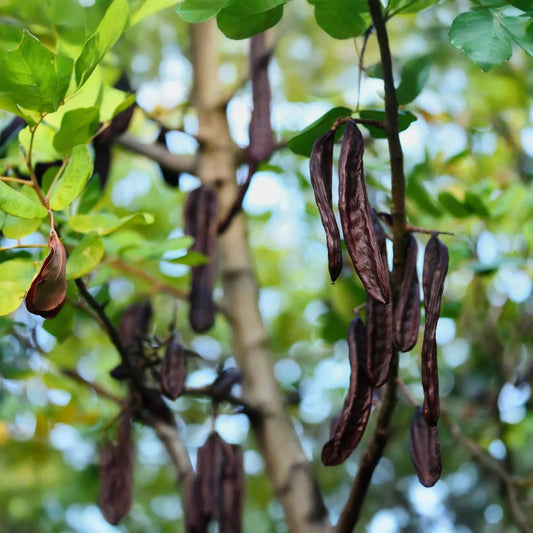 Carob Tree Starter Plant - Algarroba (Ceratonia siliqua) 12"-24" | Nutrient-Rich, Easy-Care Tree for Garden