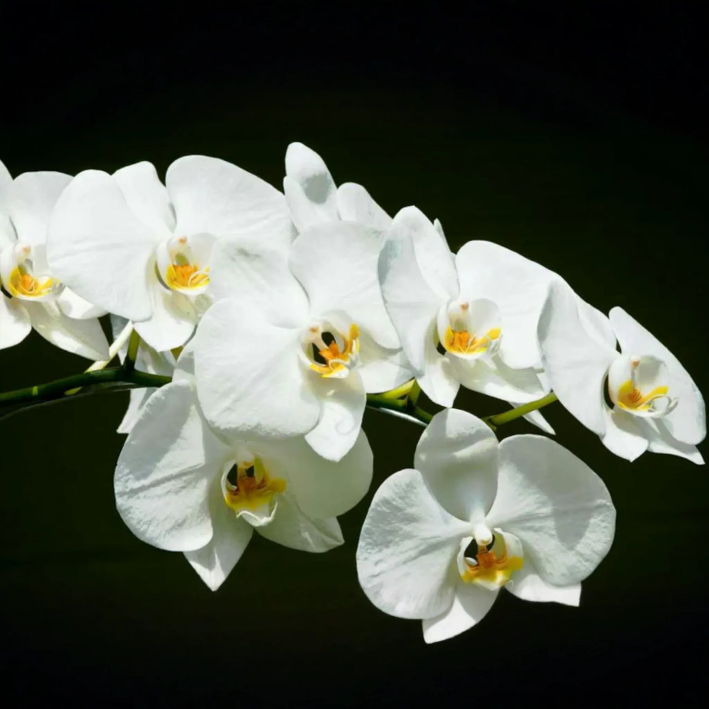 1 Moon Orchid Starter Plant - Phalaenopsis amabilis 12" | Elegant Indoor Flowering Plant