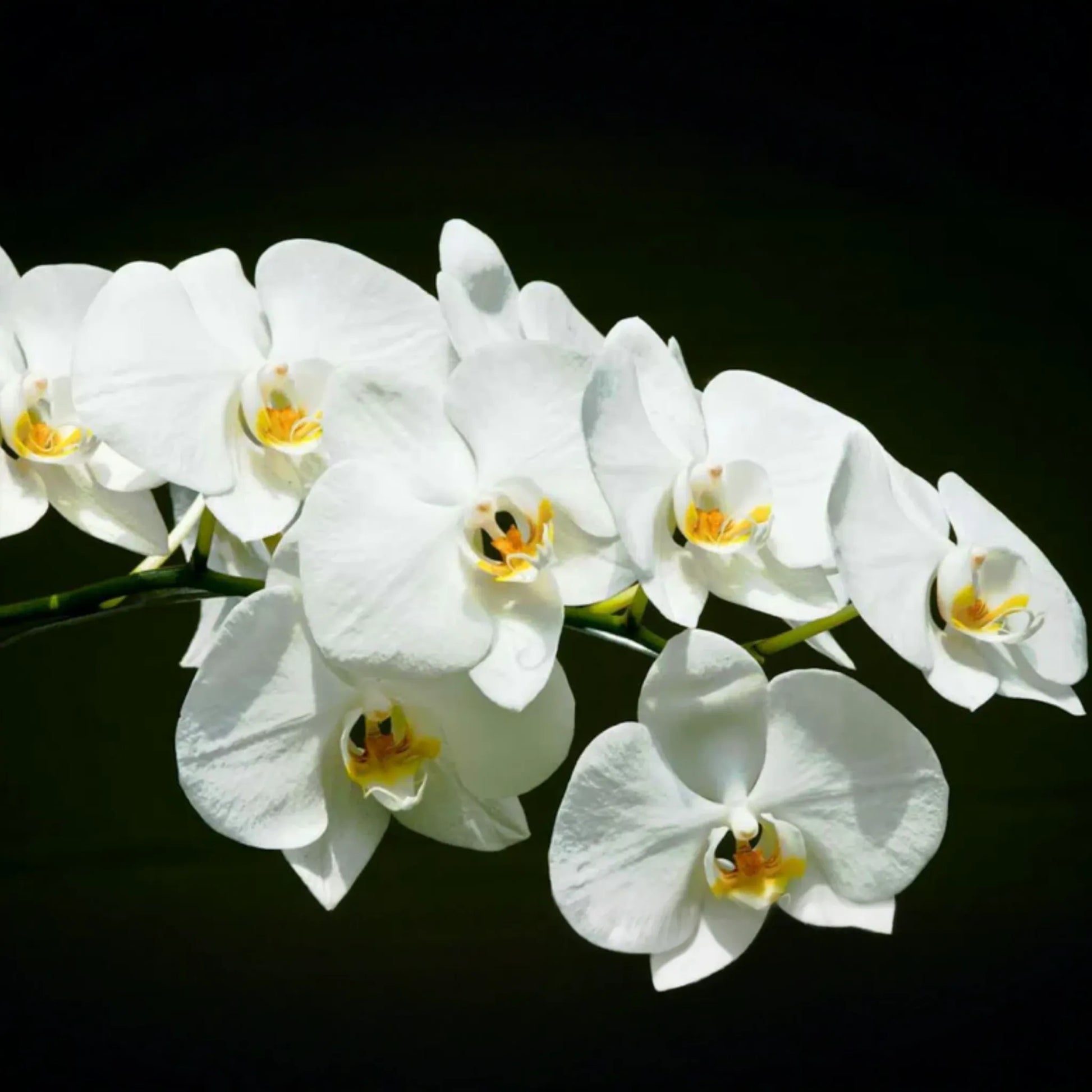 1 Moon Orchid Starter Plant - Phalaenopsis amabilis 12" | Elegant Indoor Flowering Plant