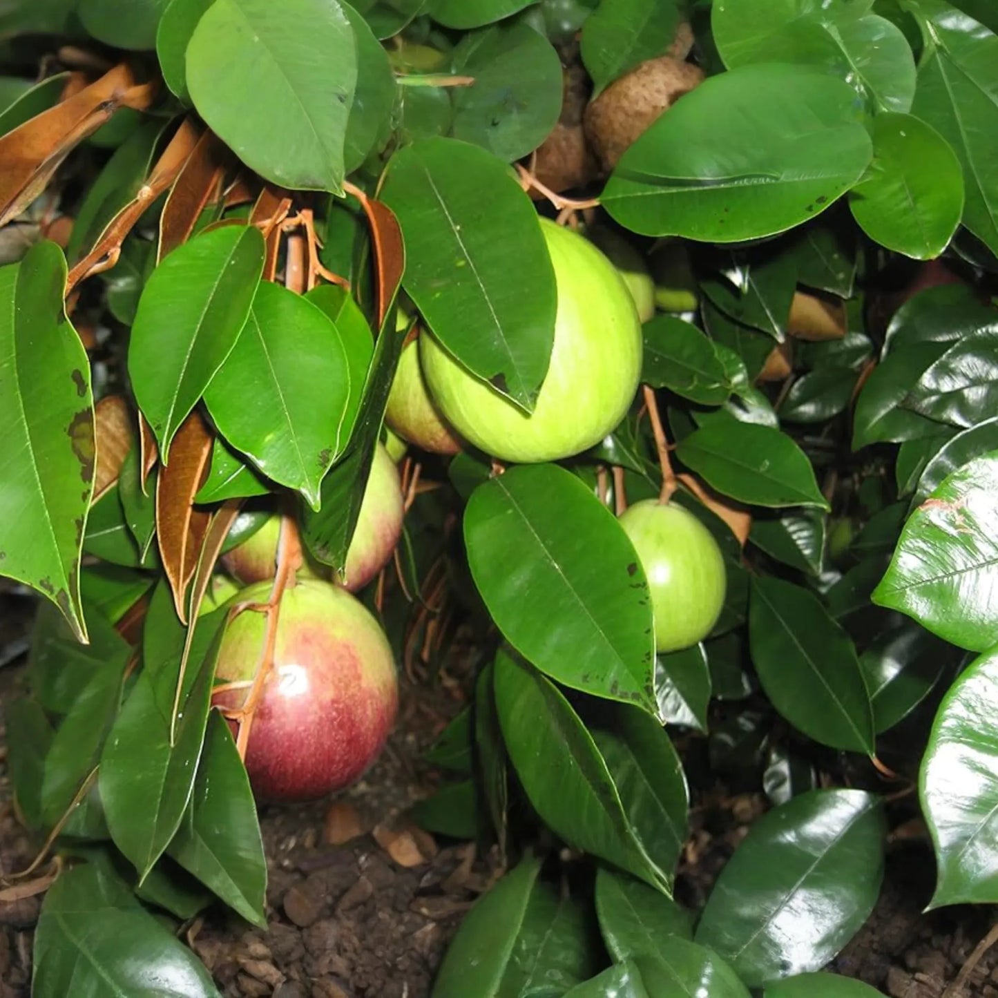 Star Apple Tree (Chrysophyllum cainito) 1′–2′ – Tropical Live Fruit Tree with Sweet, Starry Fruits
