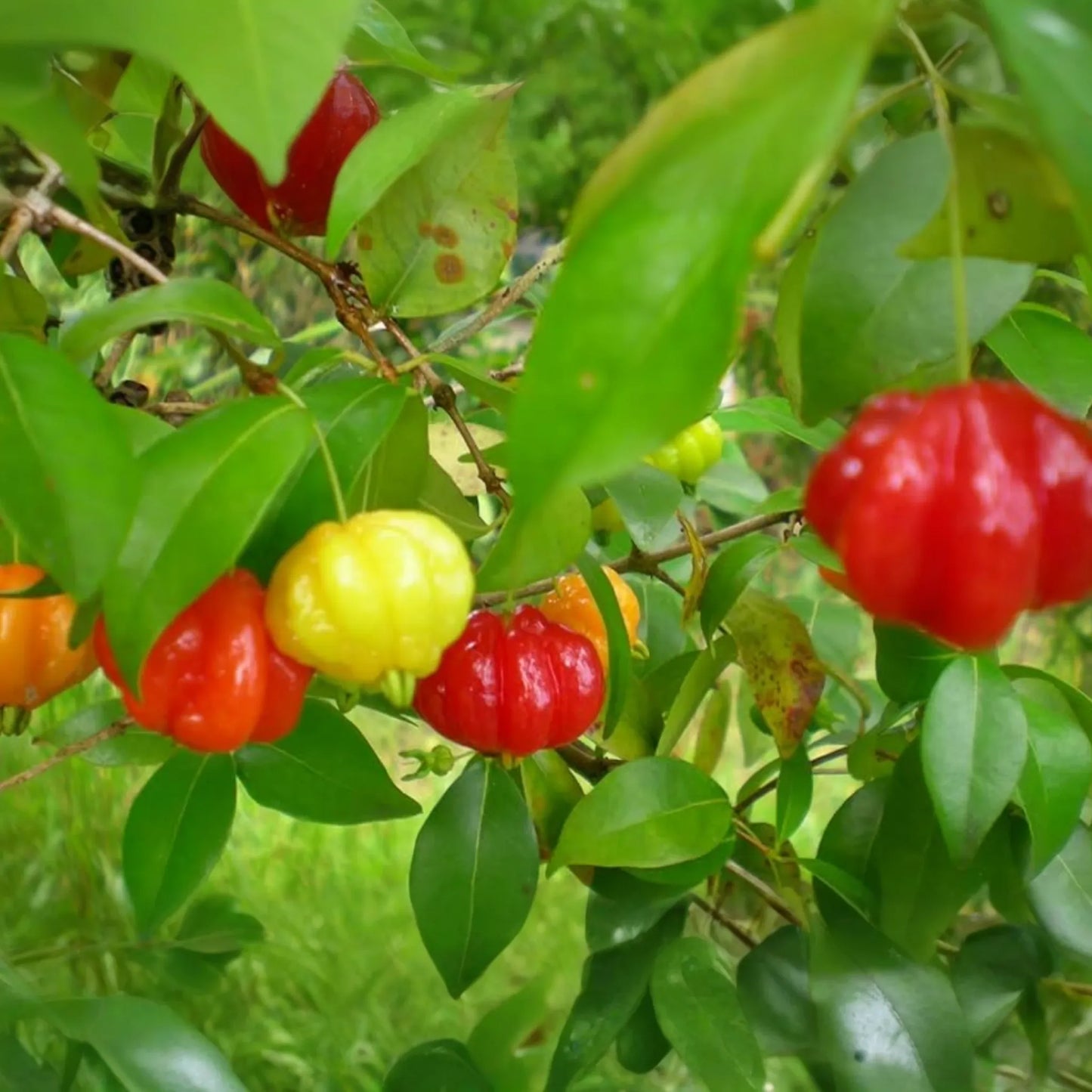 Pitanga (Eugenia Uniflora) Surinam Cherry Tree 2’-3’ - Tropical Fruit Tree with Tangy Delights