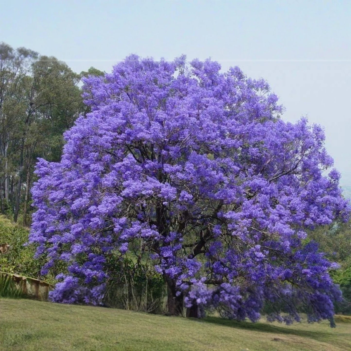 Jacaranda Blue Flamboyant Tree (Jacaranda Mimosifolia) 8"-18" - Exotic Purple Blooms for Your Tropical Garden!