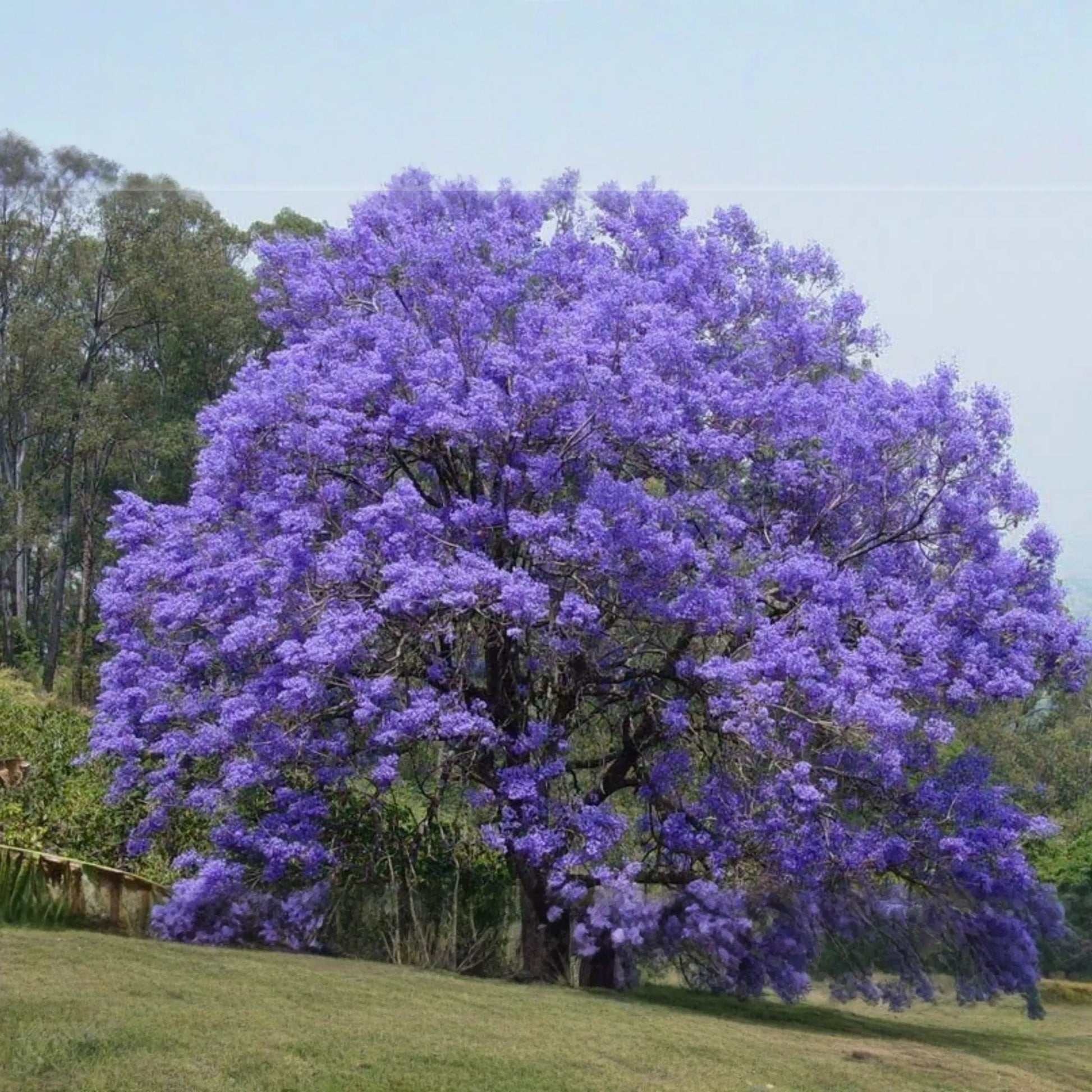 Jacaranda Blue Flamboyant Tree (Jacaranda Mimosifolia) 8"-18" - Exotic Purple Blooms for Your Tropical Garden!