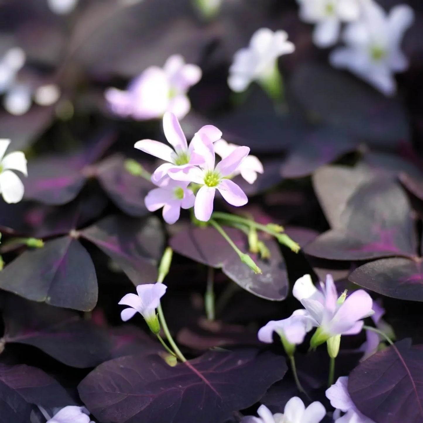 False Shamrock (Oxalis Triangularis) Ornamental Live Plant 10"-20" - Elegant Purple Three-Leaf Foliage for Indoor & Garden Decor