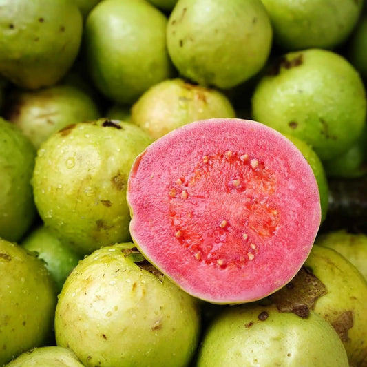 1 Red Guava Tropical Fruit Tree (Psidium guajava) 12"-24" - Sweet, Nutrient-Rich, Tropical Delight for Gardens
