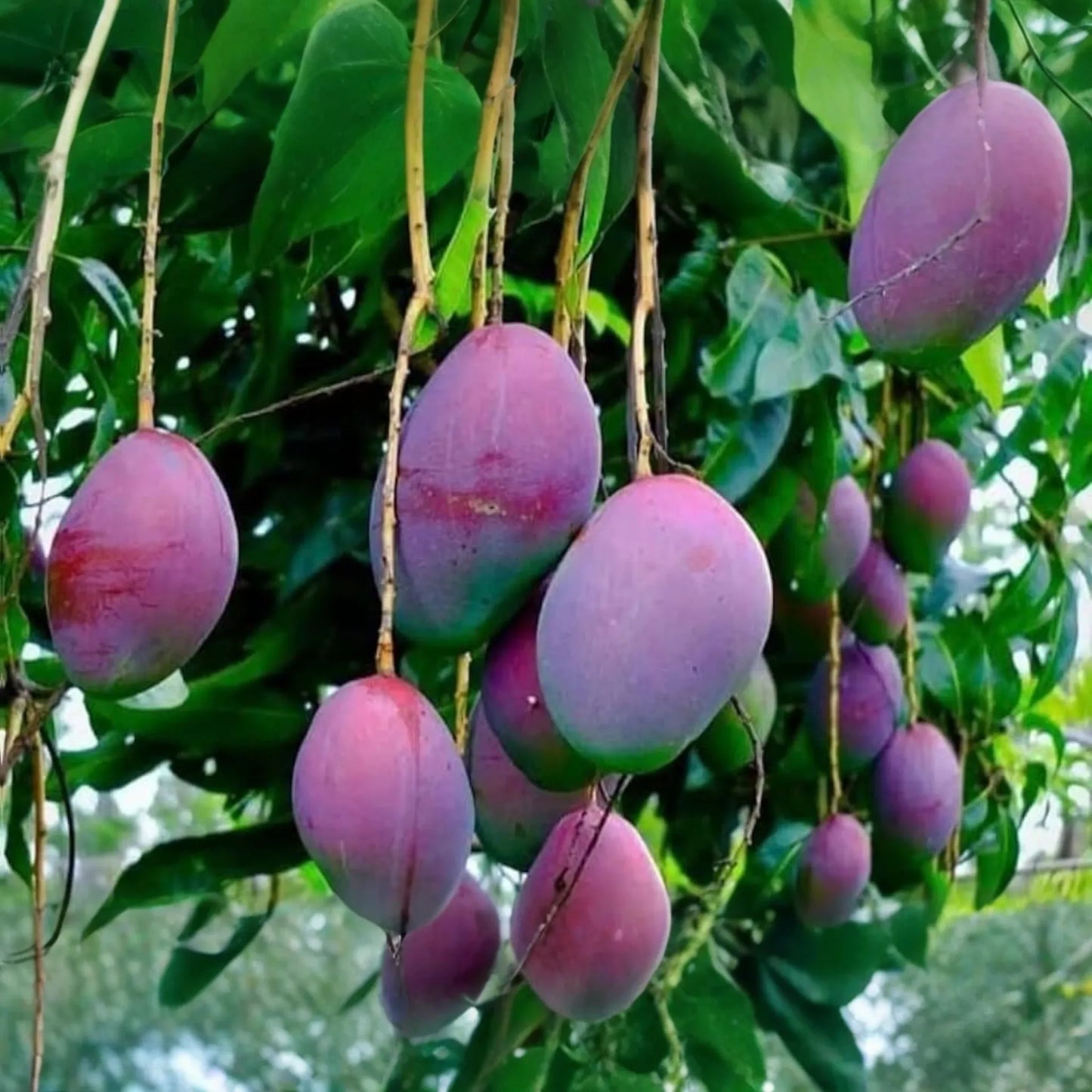 Grafted Palmer Mango Tree (Mangifera) Starter 3’-4’ - Large Juicy Fruit, Tropical Garden Beauty