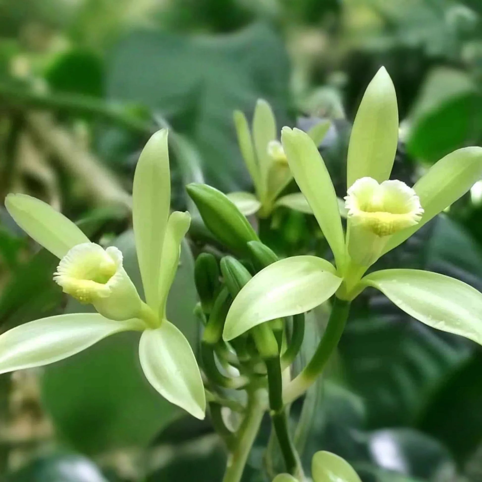 Tahitian Vanilla Orchid Plant (Vanilla tahitensis) Starter Vine - Rare Tropical Plant with Exotic Floral & Fruity Aroma