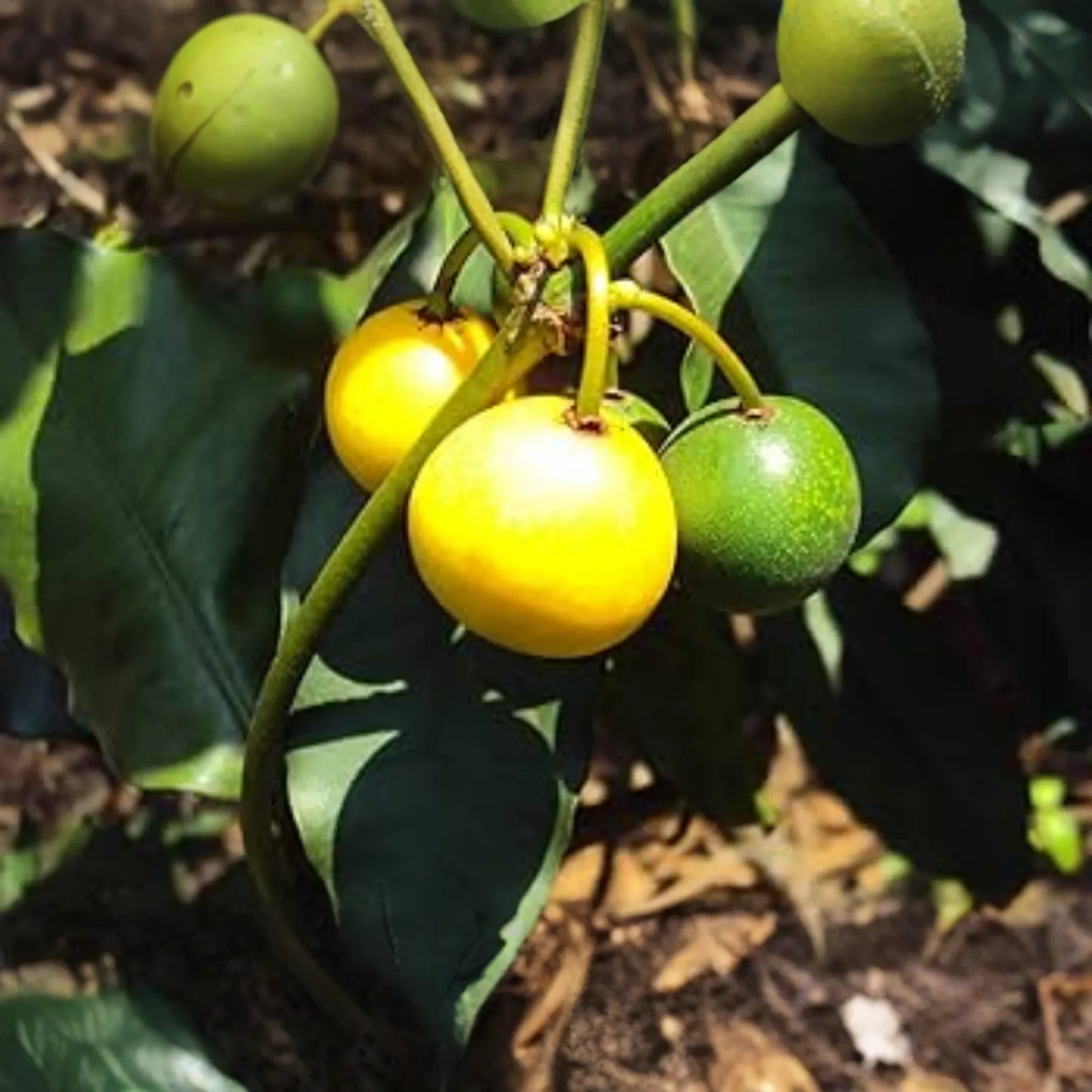 1 Lemon Drop Mangosteen Tree (Garcinia intermedia) Live Starter Plant 3’-12’ - Tangy Tropical Fruit for Gardens & Culinary Creations