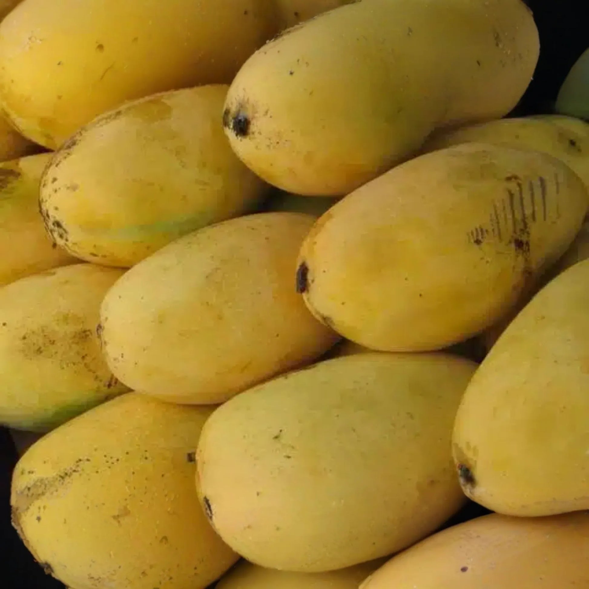 Grafted Mango Pineapple Tree Live Fruit Plant 3’-4’ | Tropical Flavor with Hints of Pineapple | Easy Care for Home Gardens | USDA Zones 9-11