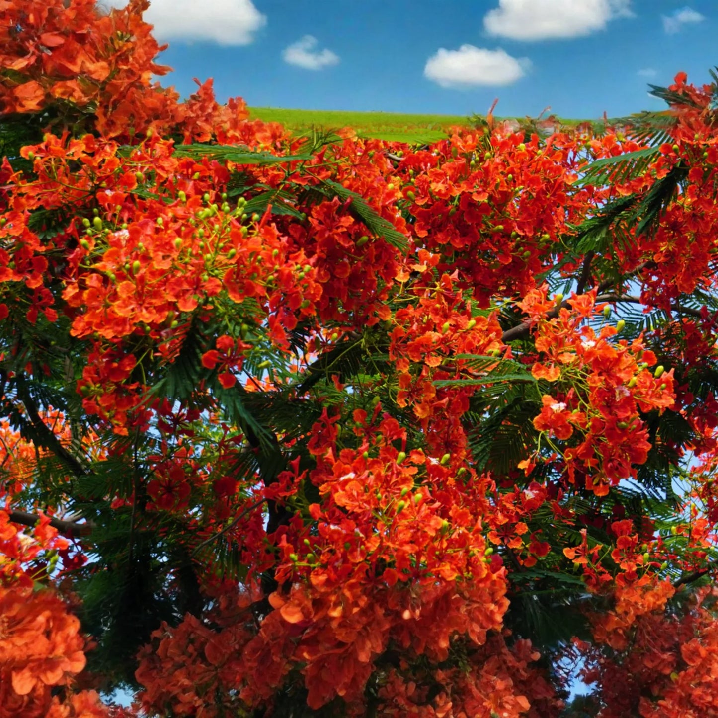 Giant Flame Tree Royal Poinciana 5 ft | Tropical Beauty | Exotic Delonix Regia | Stunning Red Flowers | Ornamental Shade Tree