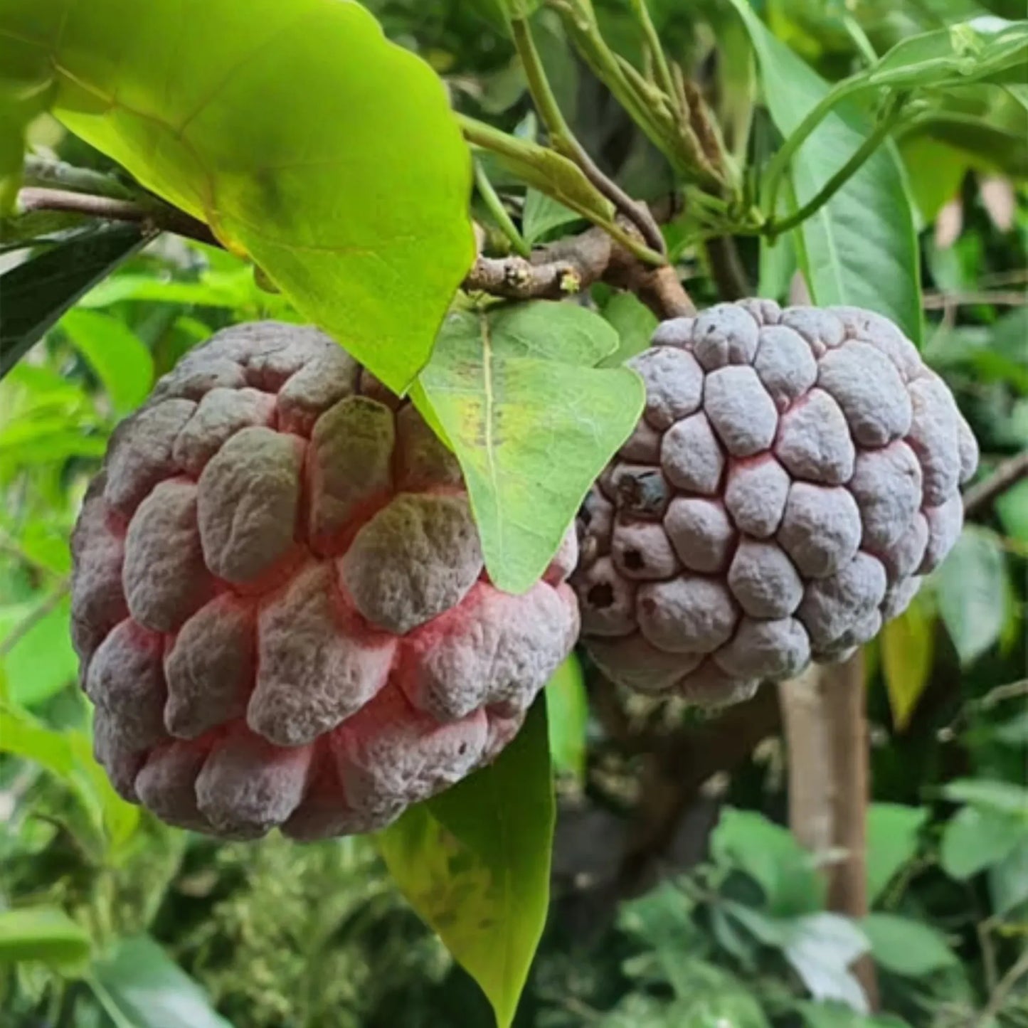 Red Sugar Apple Tree Live Fruit Tree 3-4 ft | Tropical Beauty | Flowering Soon | Sweet Exotic Fruit | Easy Care | USDA Zones 9-11