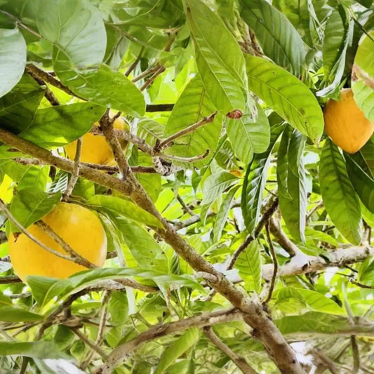 1 Canistel Tree 1-2 ft Tropical Fruit Tree | Sweet, Unique Fruit | Hardy for Tropical Gardens & Containers | Easy Care | USDA Zones 10-11