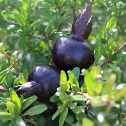 Black Pomegranate Tree Live 1-2 ft Fruit Tree | Hardy Tropical Varieties | Delicious, Antioxidant-Rich Fruit | Easy Care for Gardens