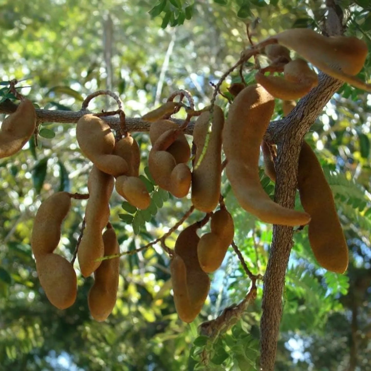 1 Sour Tamarind Tree Live Tamarindus Indica Starter Plant 1-2 ft | Tangy Tropical Fruit | Hardy, Drought-Tolerant | Easy to Grow