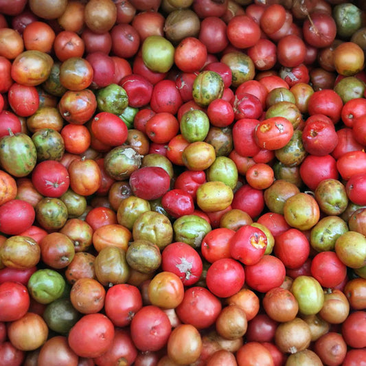 Spanish Plum / Red Mombin Live Spondias Purpurea Tree 12’-24’ | Sweet-Tart Tropical Fruit | Hardy Drought-Tolerant Starter Plant