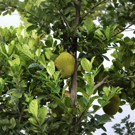 Jackfruit Tree 1′-2′ Live Starter Tropical Fruit Tree | Artocarpus heterophyllus | Nutritious, Versatile, Sustainable | Vegan-Friendly