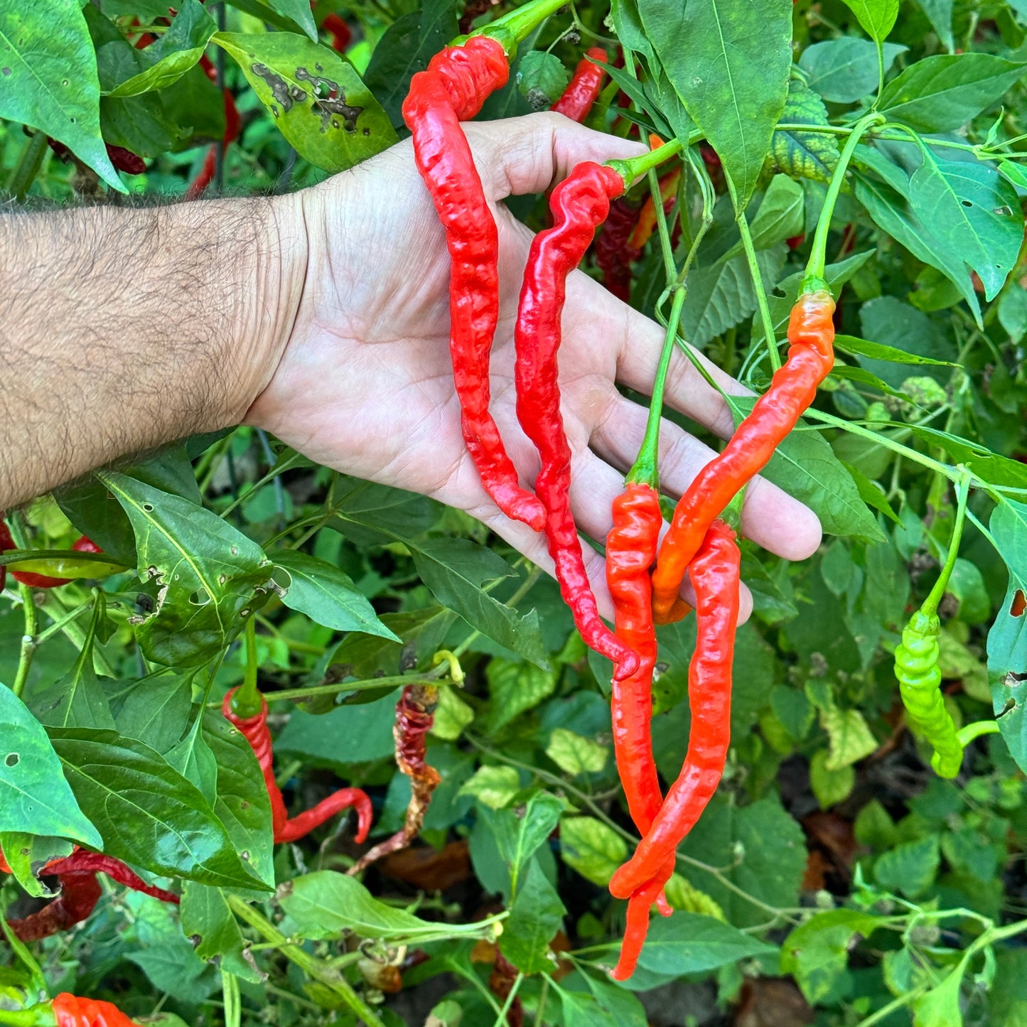 Thunder Cayenne - Seeds