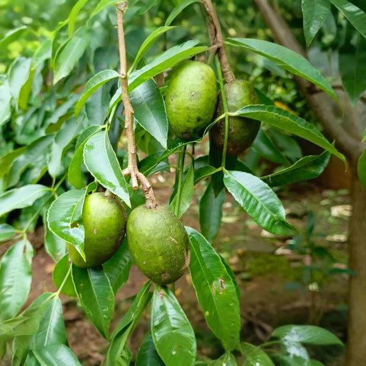June Plum Tree 12’-24’ Live Starter Tropical Fruit Tree | Spondias dulcis | Grow Sweet & Tangy Exotic Fruits in Your Garden