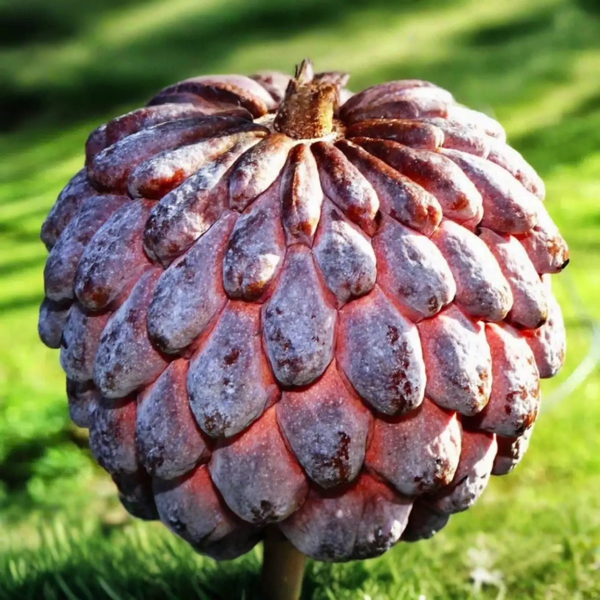 1 Sugar Apple Tree 12’-24’ Live Tropical Fruit Tree | Sweet Annona squamosa | Grow Exotic Custard Apple in Your Garden or Patio
