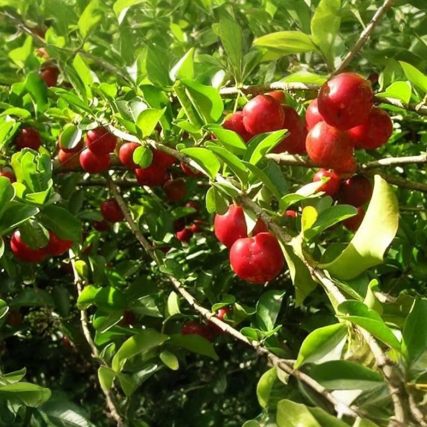 Big Acerola Tree 12’-24’ Live Tropical Fruit Tree | Vitamin C-Rich Barbados Cherry Plant | Compact & Elegant for Gardens or Pots