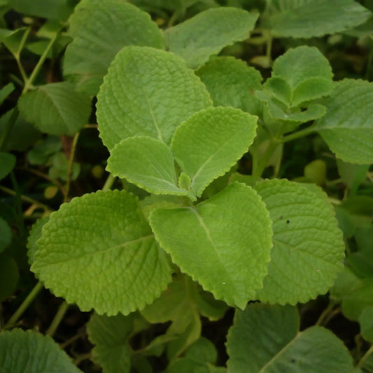Indian Borage Live Tropical Herb 1'-2' Tall | Aromatic Succulent-Like Plant for Indoors or Gardens | Culinary & Medicinal Uses